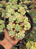 Colonia sedum clavatum M6'