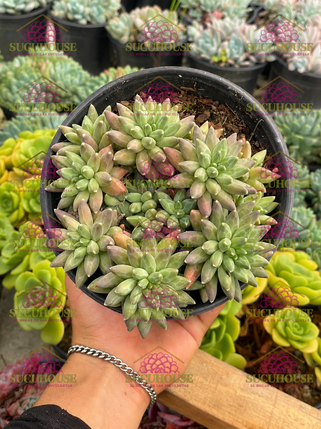 Colonia Pachyphytum compactum M6'