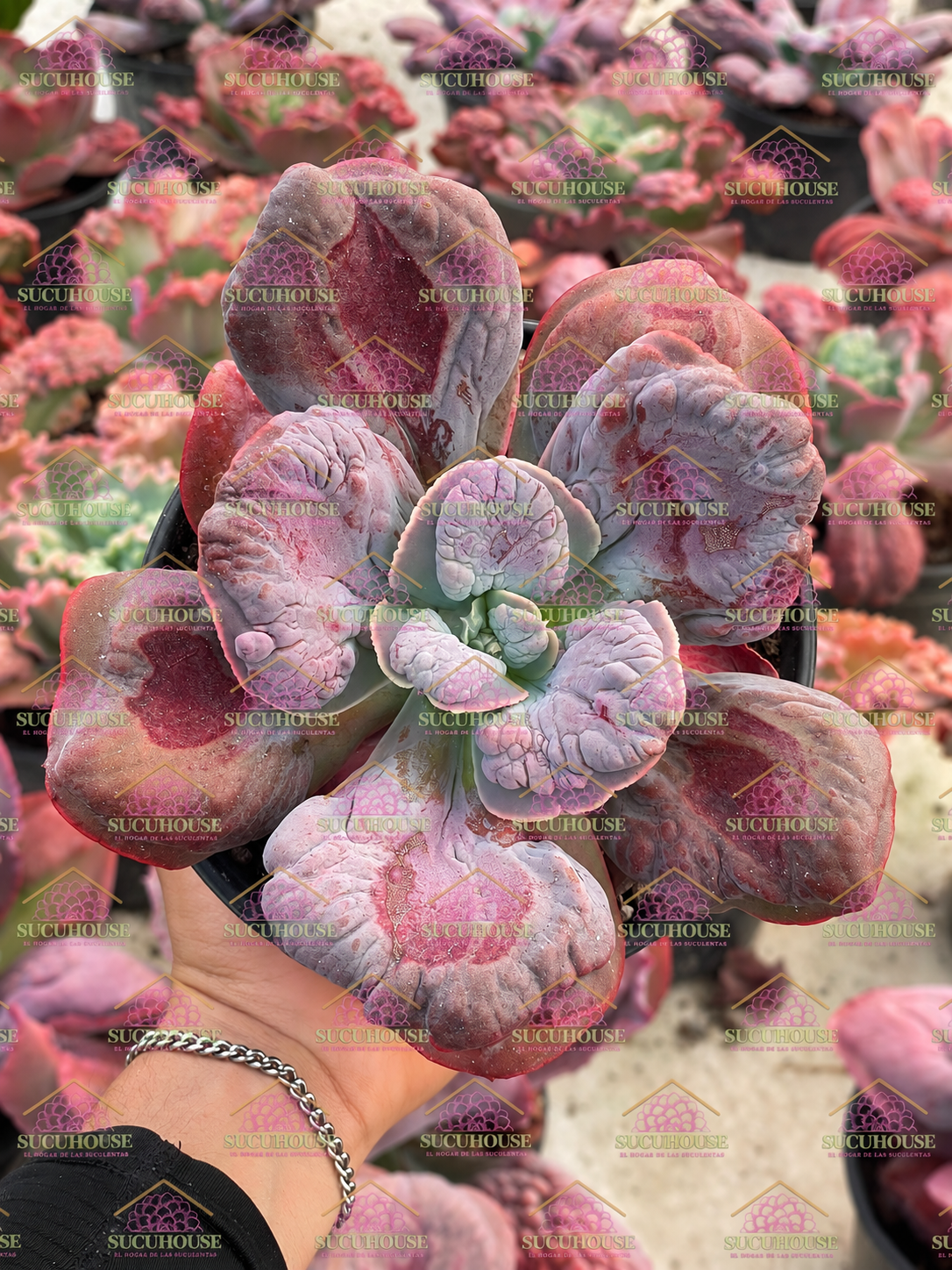 Echeveria Lilac Frost M6'