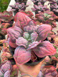 Echeveria Etna M6'