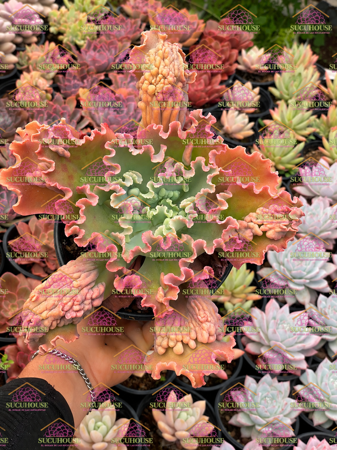Echeveria Speed Bumps M6'