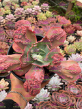 Echeveria Mauna Loa M6'