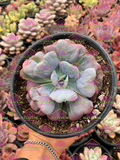 Echeveria 'Heart's Delight M6'