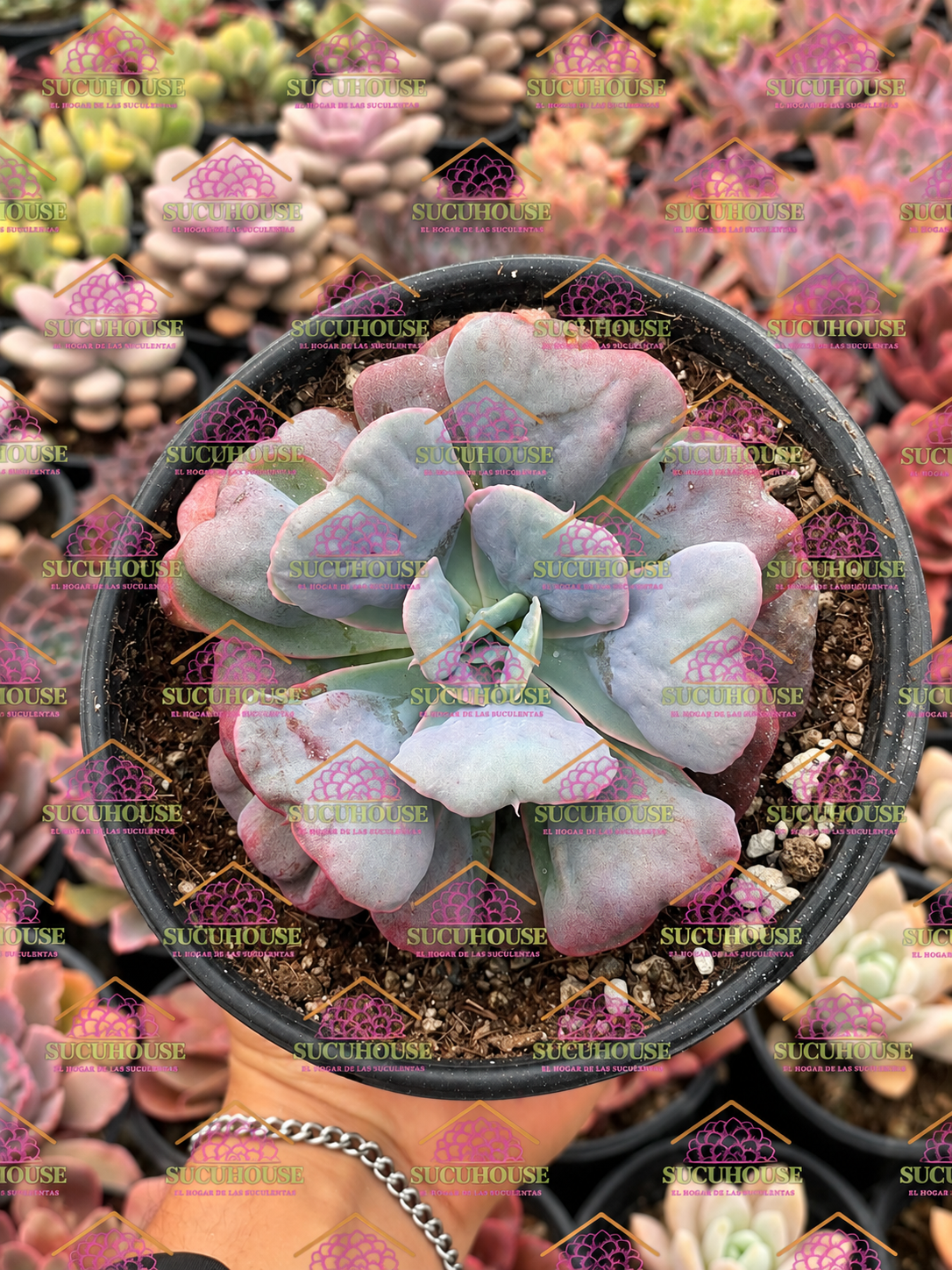 Echeveria 'Heart's Delight M6'