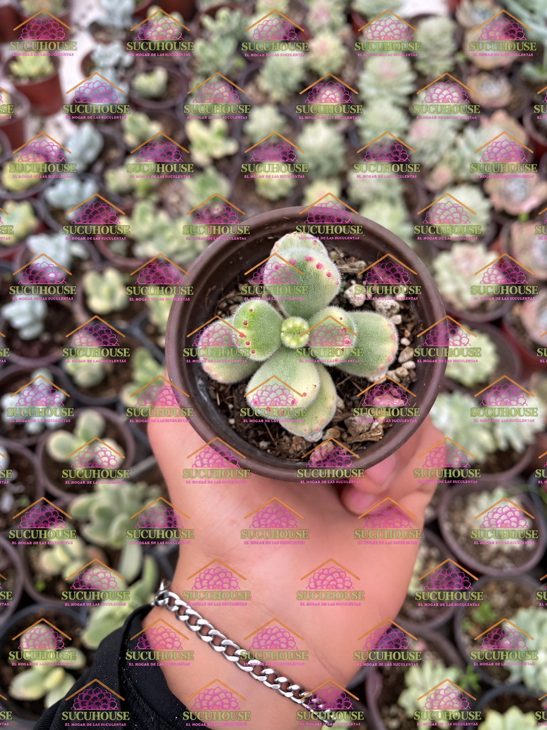 Cotyledon tomentosa var. variegata M3'