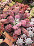 Echeveria nicolas M6'