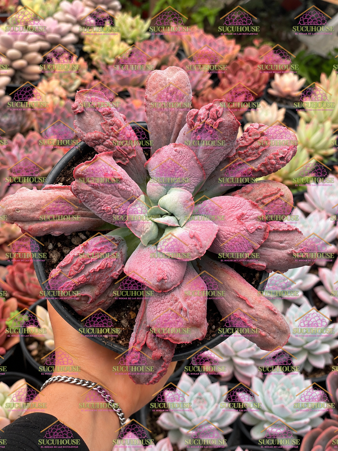 Echeveria nicolas M6'