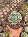 Echeveria runyonii M4'