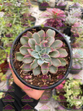 Echeveria Fantastic Fountain M4'
