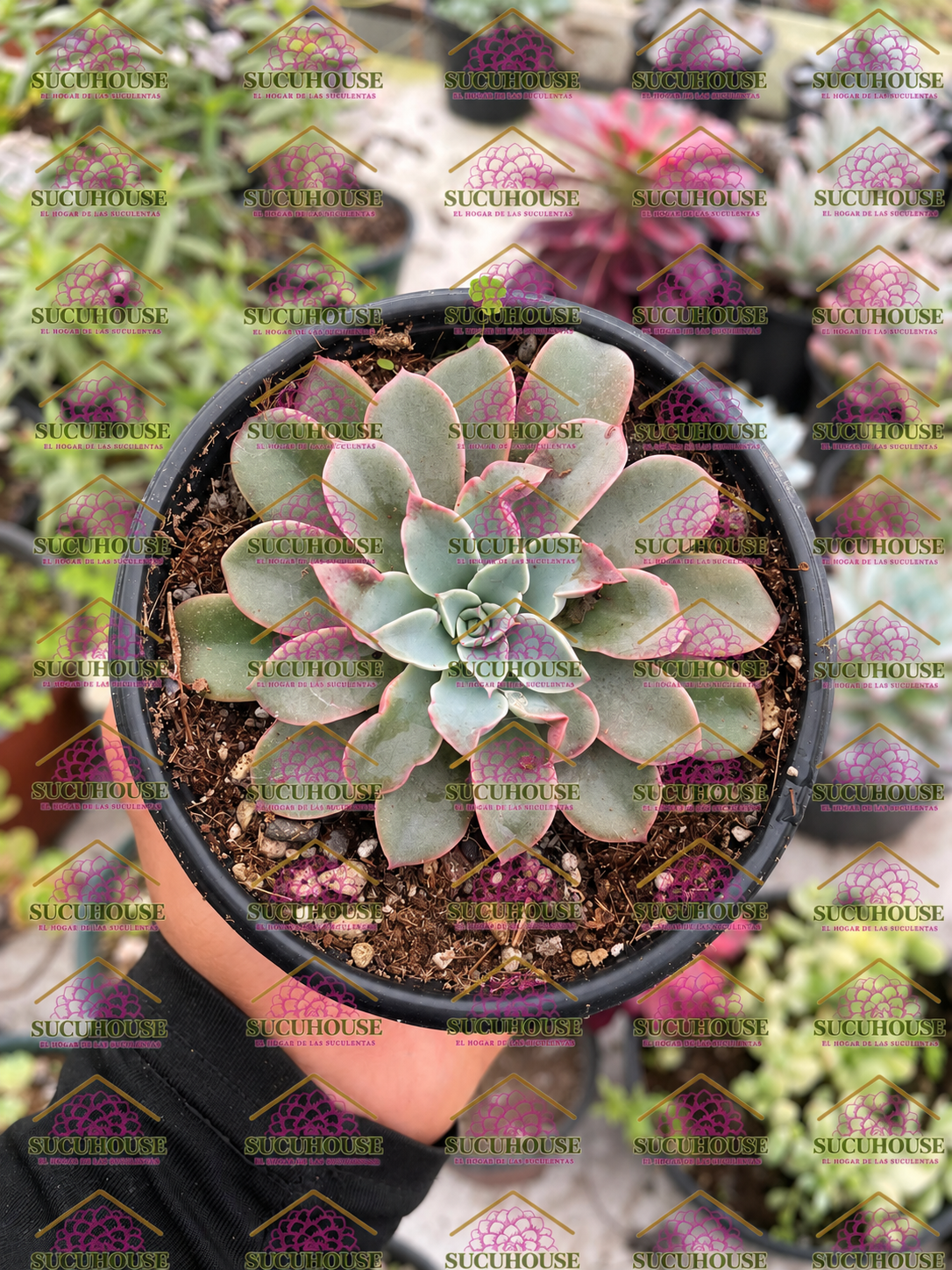 Echeveria Fantastic Fountain M4'