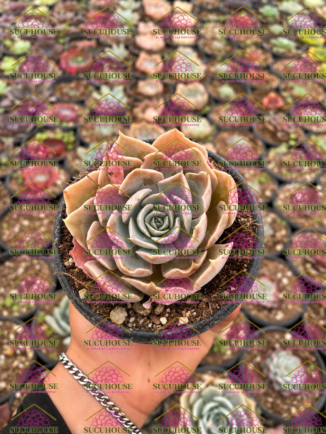 Echeveria shaviana M4'