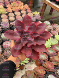 Echeveria Hortencia M6'