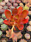 Echeveria fimbriata M6'