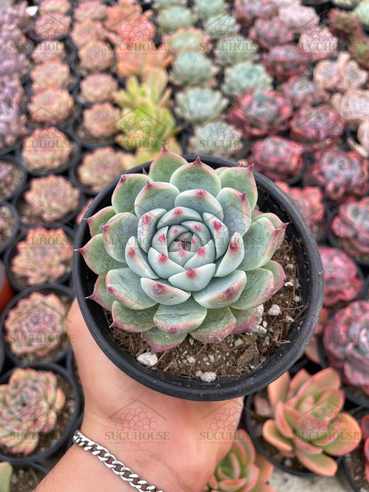 Echeveria chihuahuensis