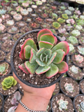 Echeveria Luella