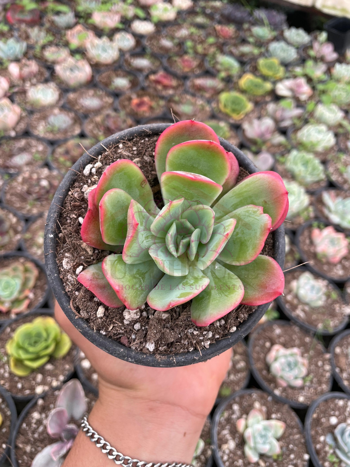 Echeveria Luella
