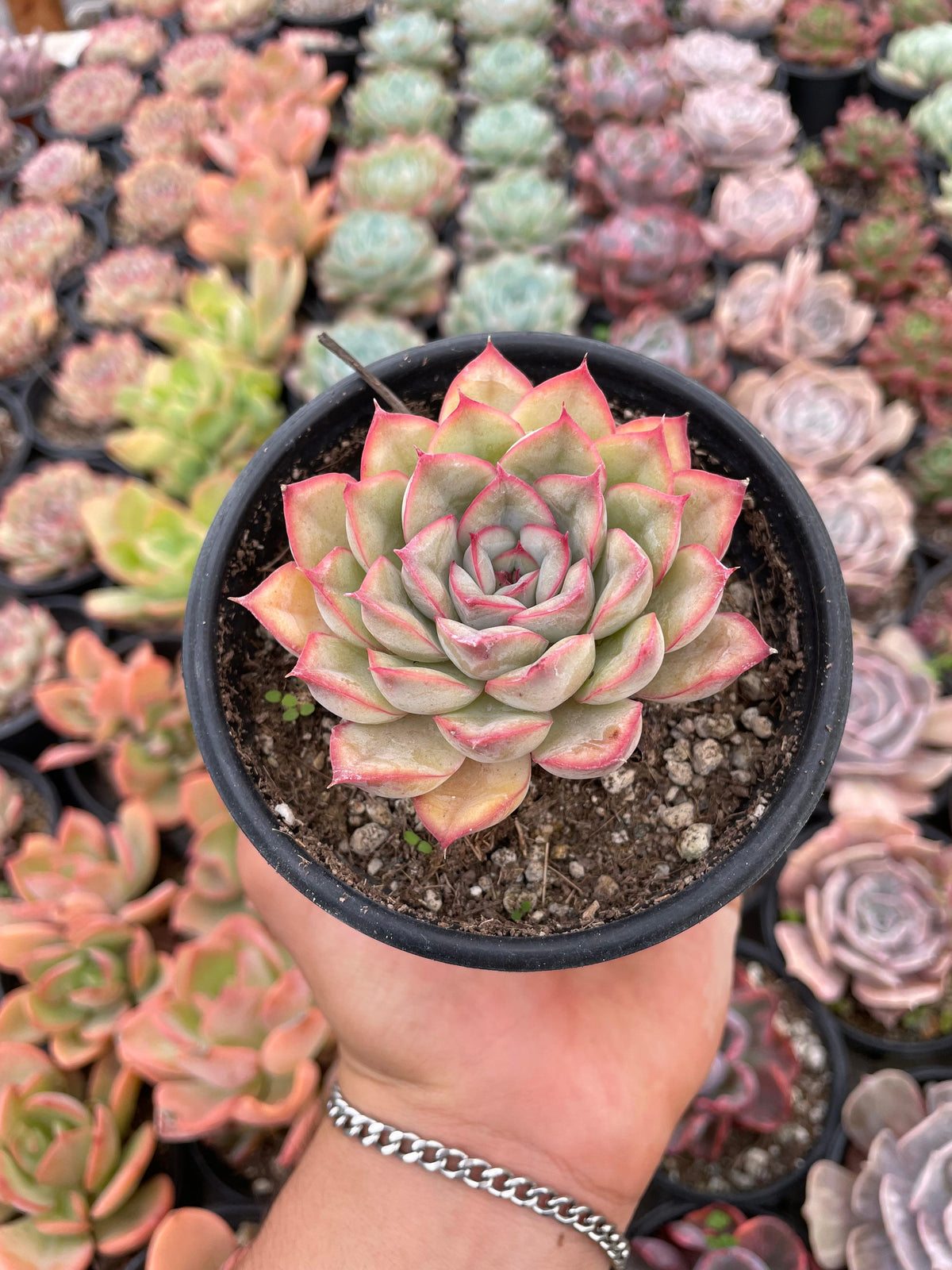 Echeveria Hercules