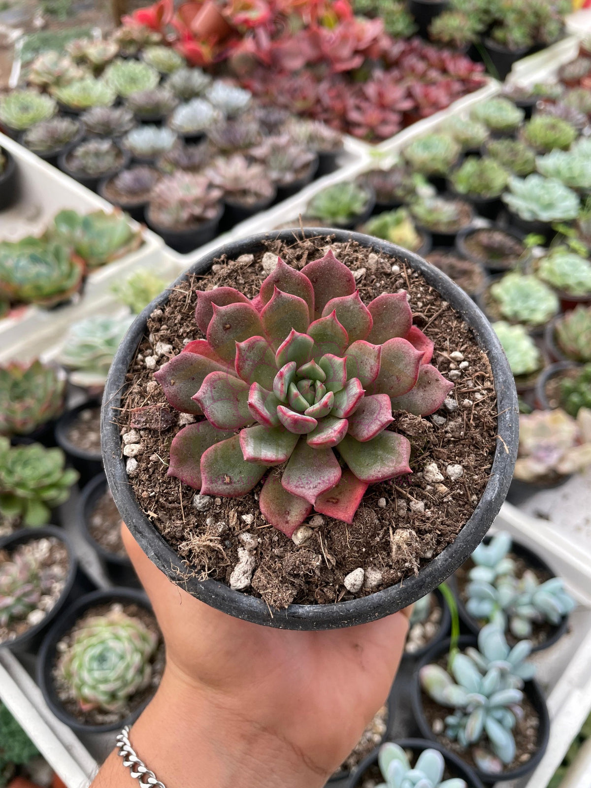 Echeveria Red Bell